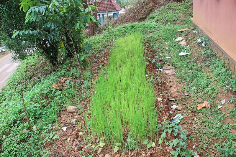 പ്രമാണം:32025 NATURE 1.jpg