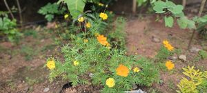 BS21 pkd 21833 7.jpg