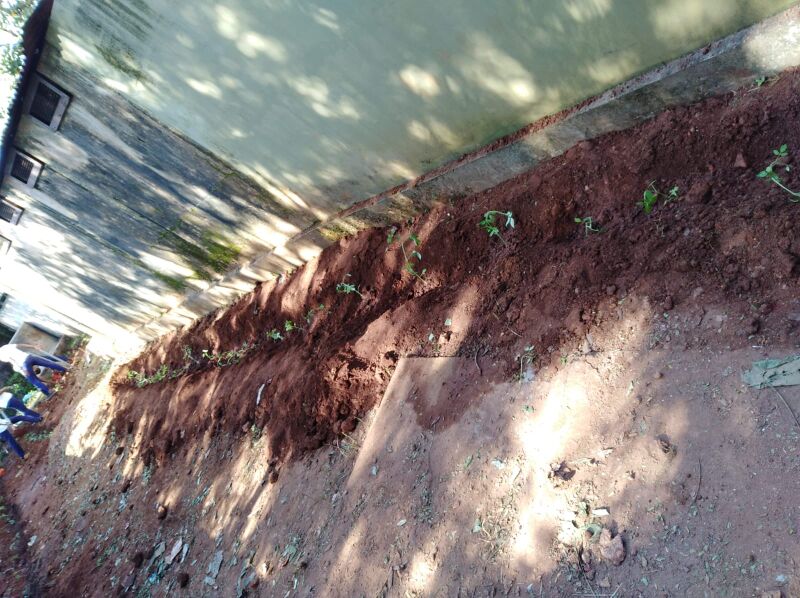 പ്രമാണം:19068 SEED 5.jpeg