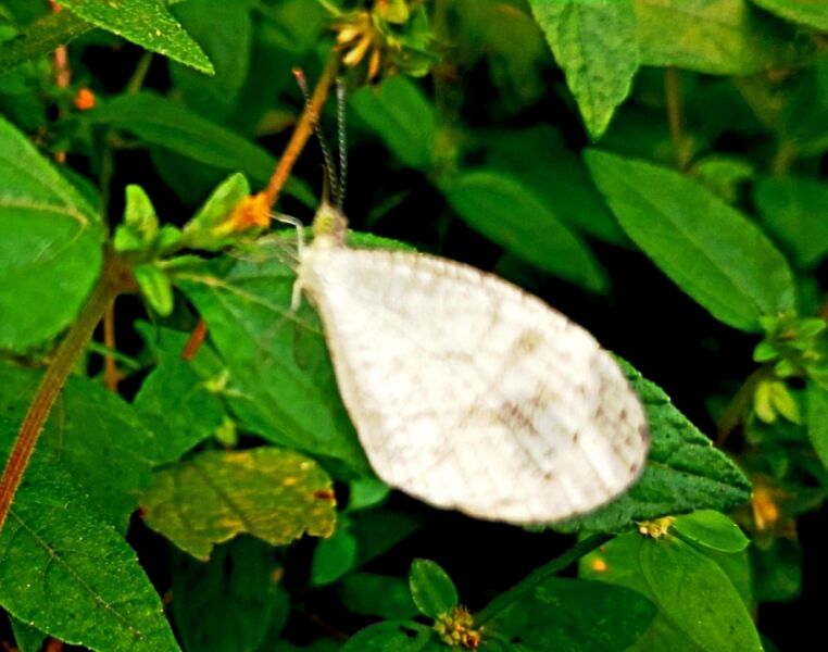 പ്രമാണം:43244 b16.jpg