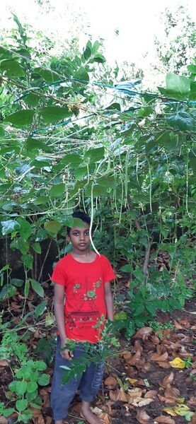 പ്രമാണം:44554 8.jpg