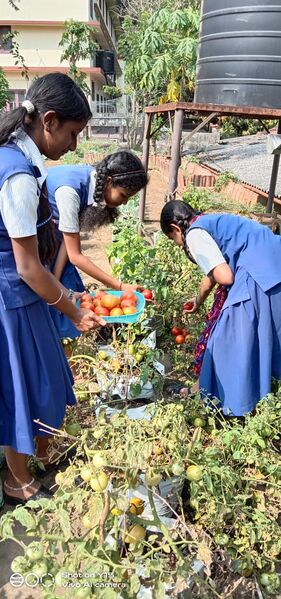 പ്രമാണം:29040-Vegetable Garden-3.jpg