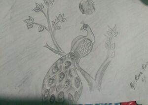 15009 rima robin 6C.jpeg