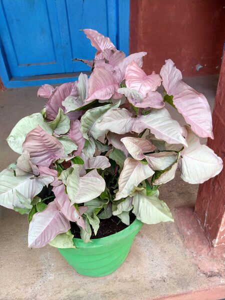 പ്രമാണം:28012 SP 1920 296.jpeg