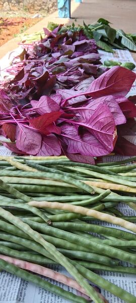 പ്രമാണം:29326 pachakudukka.jpg