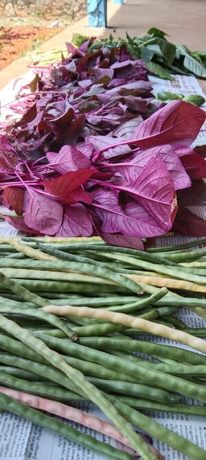 29326 pachakudukka.jpg