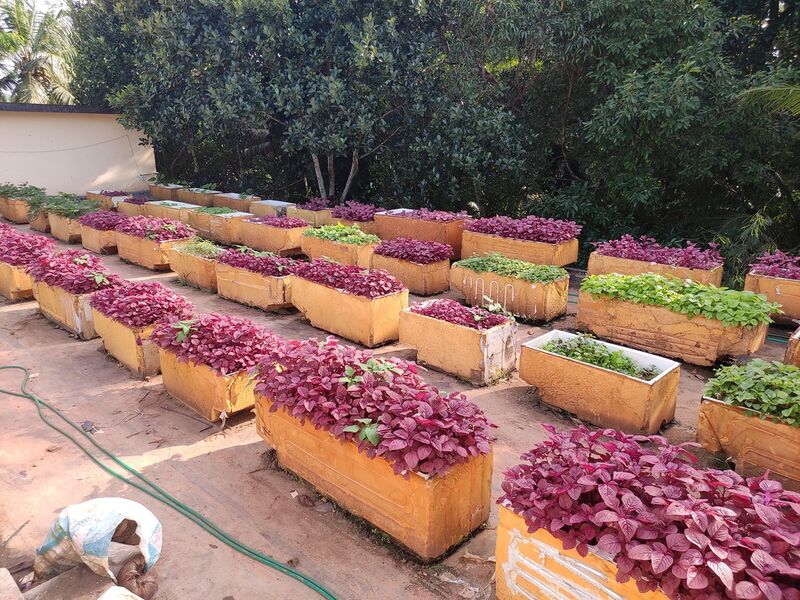 പ്രമാണം:44050 24 2 7 12.jpg