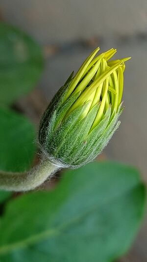 IMG 20210509 130137.resized.jpg