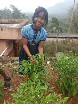 VEGETABLE GARDEN 2.jpg