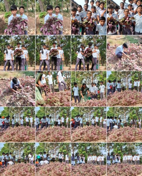 പ്രമാണം:12017 cheera1.jpg