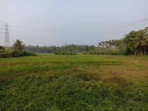 18009 Paddy field.jpg