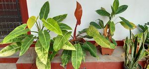 28209-SchoolParisaram (4).jpeg