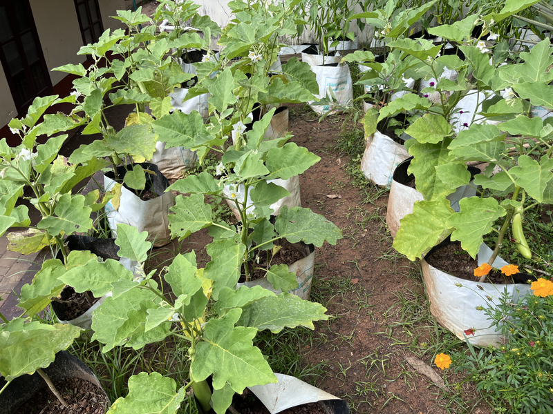 പ്രമാണം:29040-School Vegetable Garden-4.png