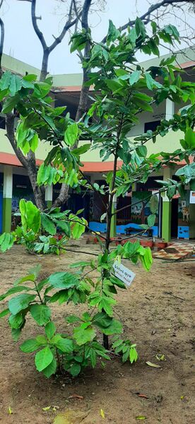 പ്രമാണം:35211p 17.jpeg