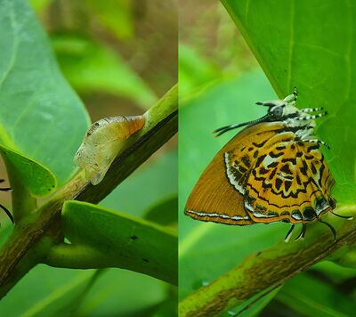 ~ദീപു