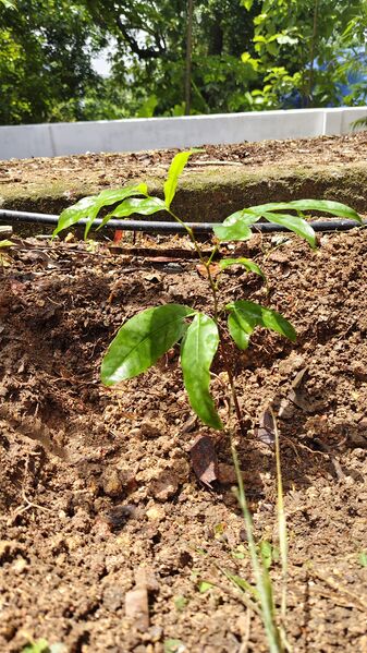 പ്രമാണം:43455-gupskuzhivila-environment day 2.JPG