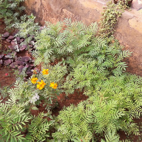 പ്രമാണം:21302-bio 7.jpg