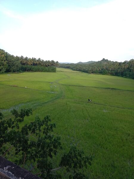 പ്രമാണം:Nature aryampadam.jpg