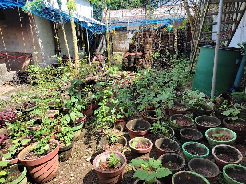 പ്രമാണം:38325 vegitable1.jpeg