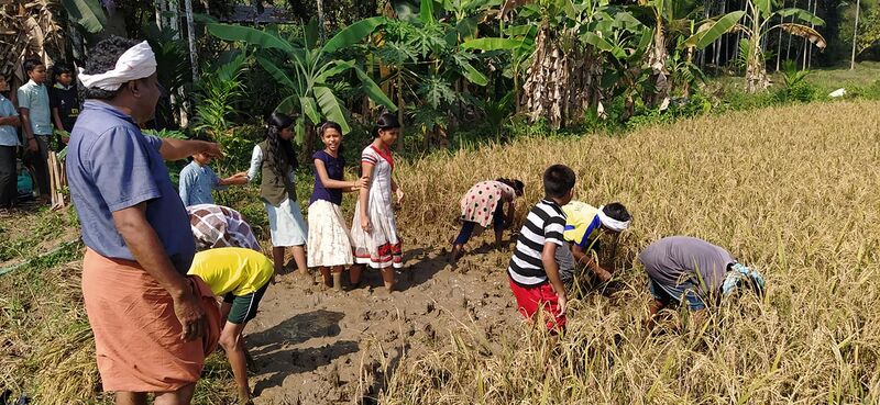 പ്രമാണം:48554 koythu.jpg