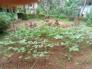 PACHAKARI KRISHI2.jpeg