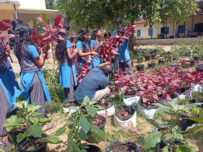 പ്രമാണം:Vegetable garden2.jpeg