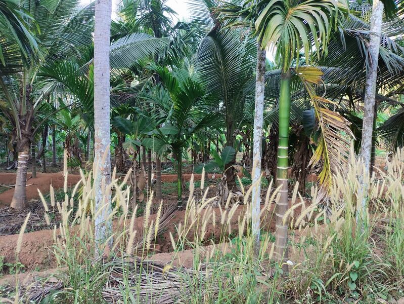 പ്രമാണം:18568 village field2.jpeg