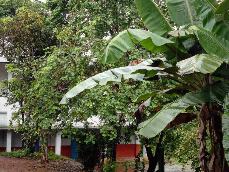 പ്രമാണം:28012 EC5.jpg