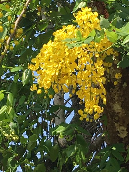 പ്രമാണം:28012 OU2.jpg