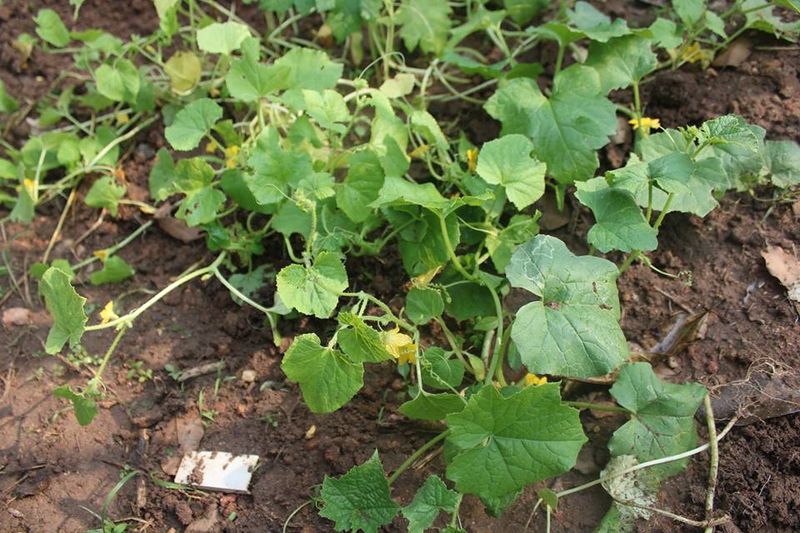 പ്രമാണം:42021 20004.jpg