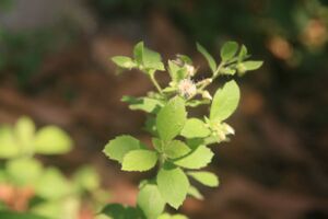 Emil Antony,+1Commerce (5).jpg