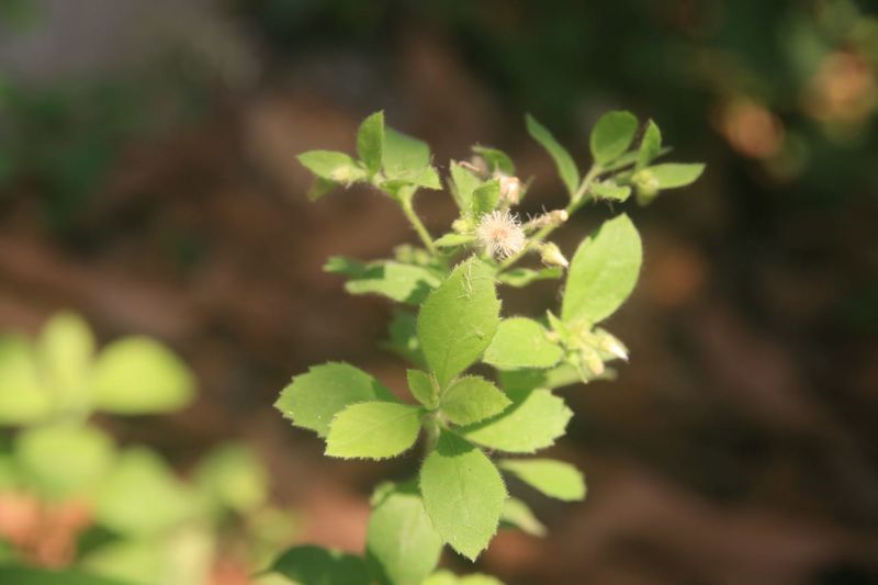 പ്രമാണം:Emil Antony,+1Commerce (5).jpg