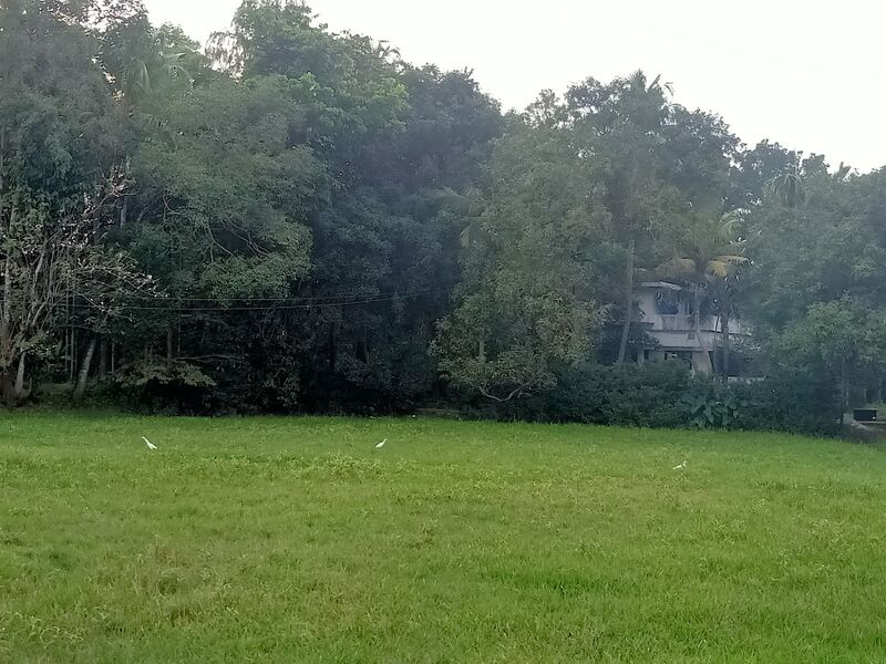 പ്രമാണം:25105 field 2.jpg