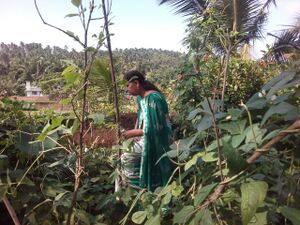 SCHOOL VEGITABLE GARDEN3.jpg