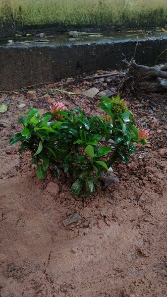 പ്രമാണം:17501 june05 2026 03.jpg