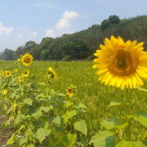 26439 padanayathra5.jpg