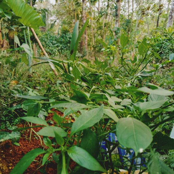 പ്രമാണം:31076 veg1.jpg