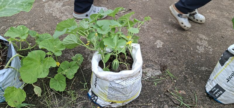 പ്രമാണം:38077 Vegitable Garden 2025 9.jpg