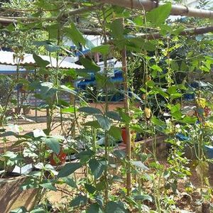 44334vegitable garden.jpg