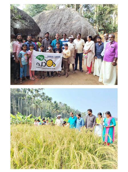 പ്രമാണം:20346 cheru vayal.jpg