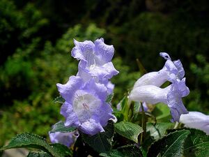 30001-Neelakurinji (Strobilanthes Kunthiana).jpg