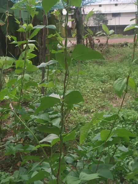 പ്രമാണം:Photo veg 7.jpeg