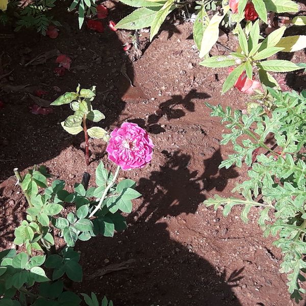 പ്രമാണം:21302-bio 20.jpg