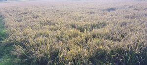 2404-Ente gramam.jpg