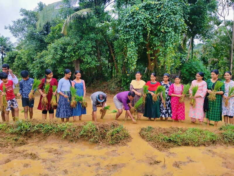 പ്രമാണം:12042 nelkirishi.jpg