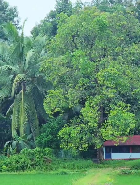 പ്രമാണം:20004 kalladathr village1.jpg