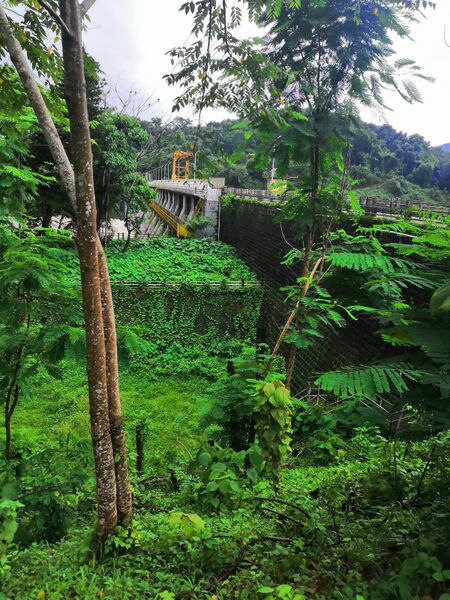 പ്രമാണം:20659 trees.jpeg