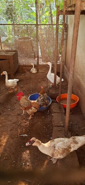 പ്രമാണം:19811 hitech biodvrsty park.jpg