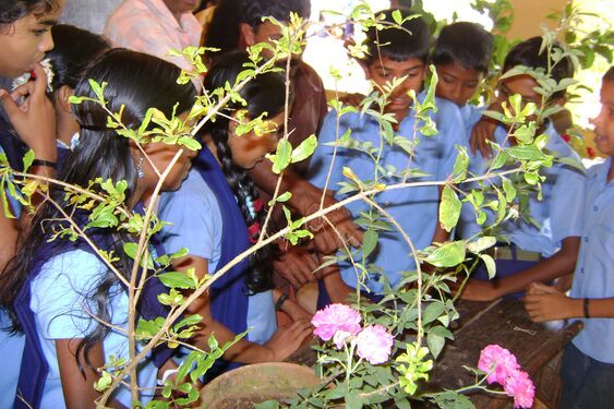 ബഡ്ഡിംഗ്, ഗ്രാഫ്റ്റിംഗ്,ലെയറിങ്ങ് പരിശീലനവും സസ്യപ്രദർശനവും