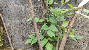 42069 kitchen garden2502.jpg